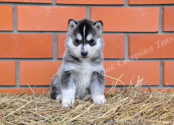 Две высокопородные девочки Хаски от Чемпионов! в Тюмени фото 25