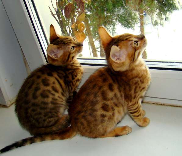 Очаровательные бенгальские котята в Пскове фото 3