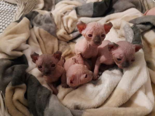 Продаются Котята Сфинкс Эльф в фото 11
