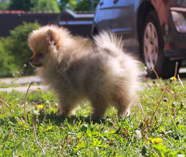 Шпиц в Санкт-Петербурге фото 18