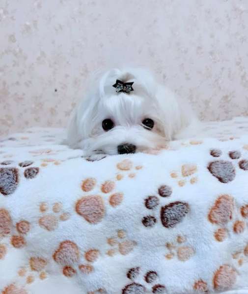 Мальтезе. Шикарные щенки. Мальчик в Екатеринбурге фото 3