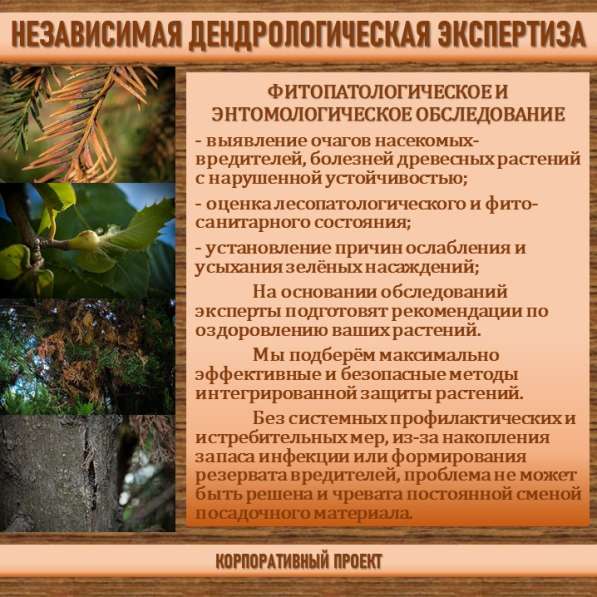 СИСТЕМА УПРАВЛЕНИЯ ФИТОСАНИТАРНЫМ СОСТОЯНИЕМ ЭКОСИСТЕМ в Сочи фото 18