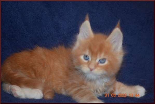 Роскошный черный котик мейн-кун из питомника в Астрахани фото 106