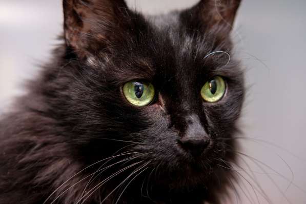 Красавица Тучка ищет заботливую семью в Москве