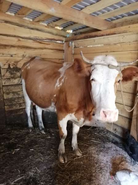 Продам корову в Ачинске