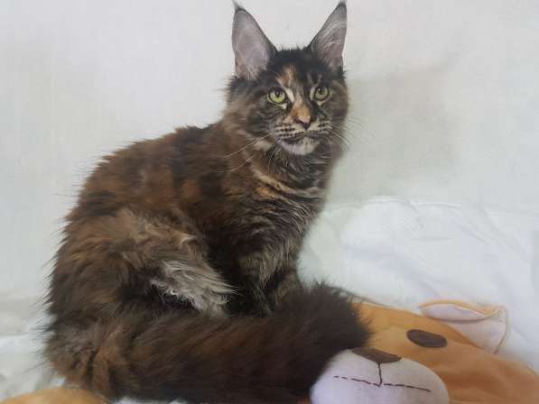 Взрослые девочки из питомника, возможно в совладение в Екатеринбурге фото 17