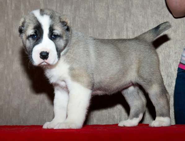 Девочка алабай от Грандчемпионов в Новосибирске фото 11