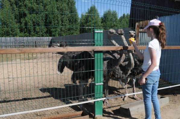 Продается страусиная ферма в Нижнем Новгороде фото 5
