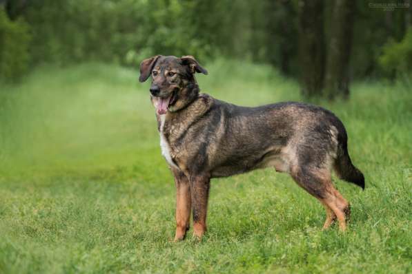 Надёжный Друг Курт ищет семью в Москве фото 19