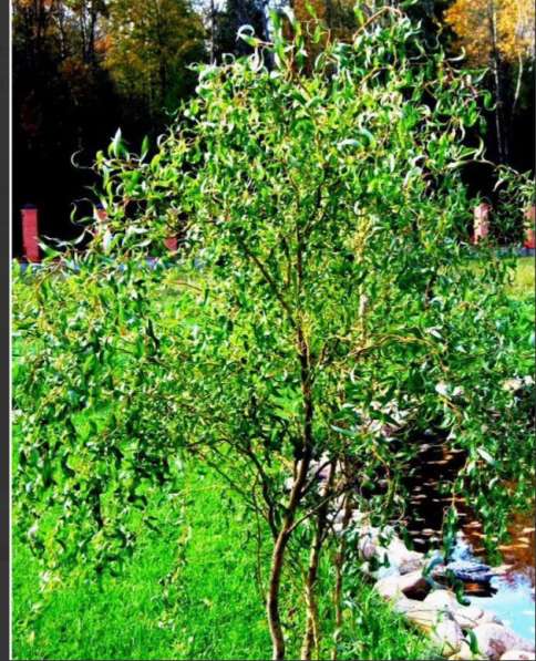 Саженцы ива Матсуда Salix извилистая, ива плакучая в Краснодаре фото 6