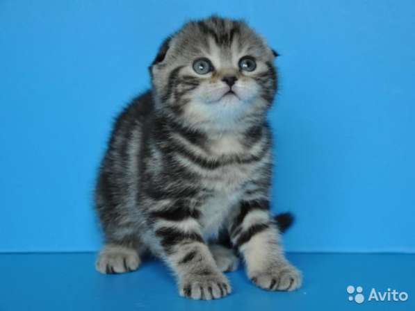 Котята-вислоухие и прямоухие в Костроме фото 13