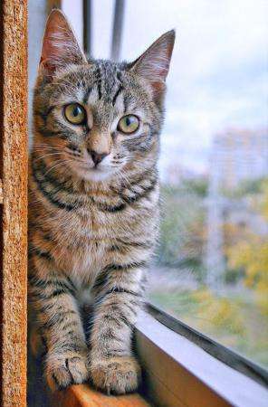 Жизнерадостная котенок Анфиса яркая тигра в дар. в Москве фото 5