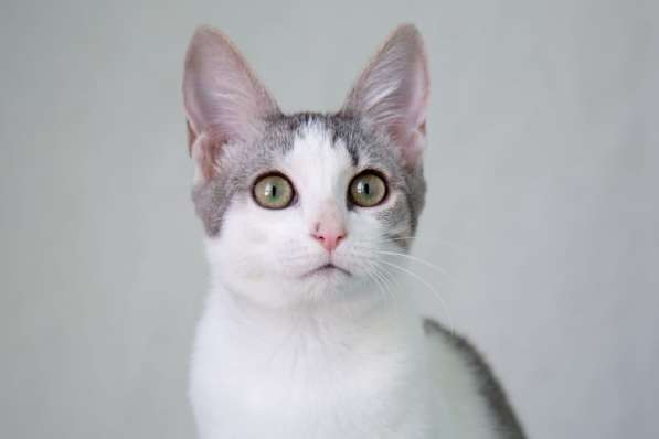 Классные котята в дар в Москве фото 3