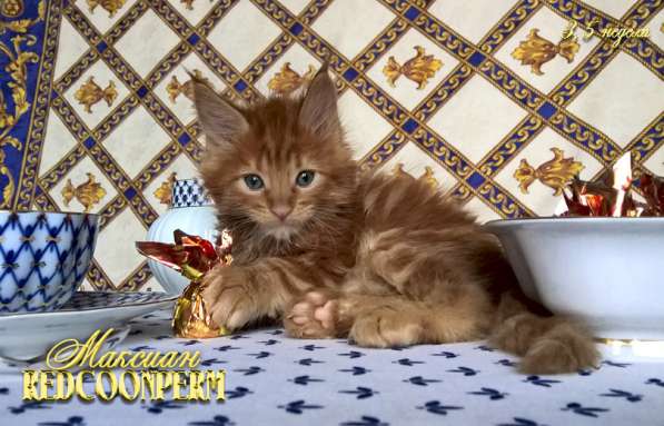 Котёнок мейн кун - уникального красного окраса. Шоу класс