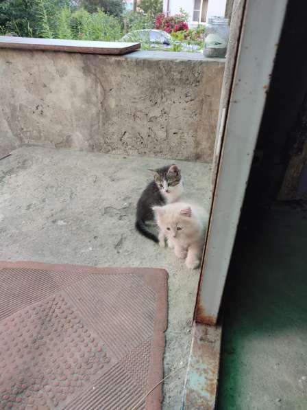 Милые котята в добрые руки в Воронеже фото 19