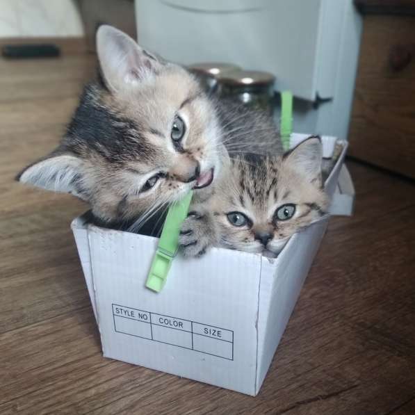 Шотладский котенок в фото 5