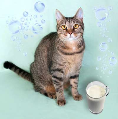 наша крупная Кама в Санкт-Петербурге