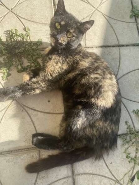 Кошка Саша в Воронеже