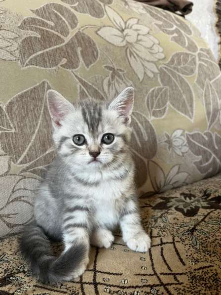 Британские котята в Барнауле фото 6