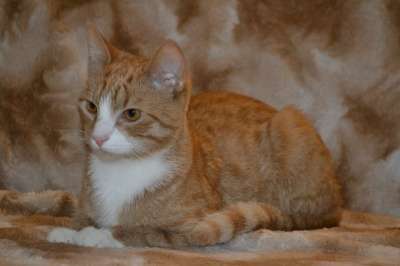 Отдам даром Красавчик Филя ищет дом в Санкт-Петербурге фото 7