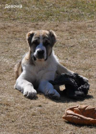 среднеазатская овчарка в Москве фото 4