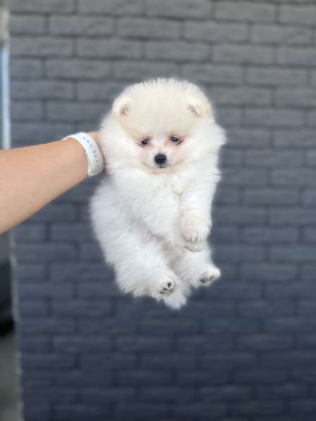 Щенки шпица в 