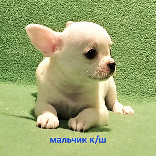 Великолепный мальчик чихуахуа в Москве фото 6