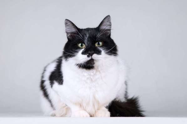 Большой добрый кот по имени Мальчик в Москве фото 6