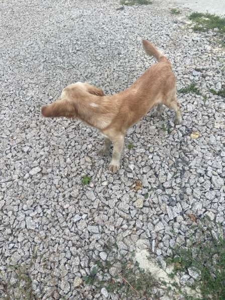 Отдам в хорошие руки в Москве