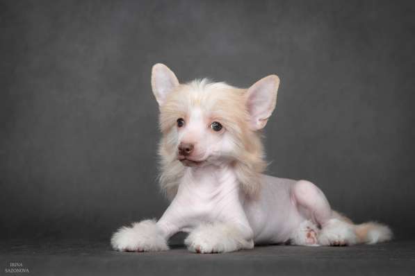 Китайская хохлатая в Москве фото 10