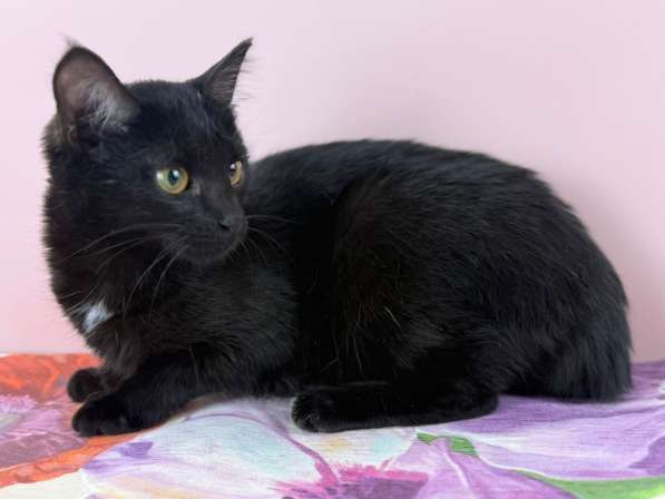 Котенок Тося, 6 месяца в добрые руки в Москве фото 4