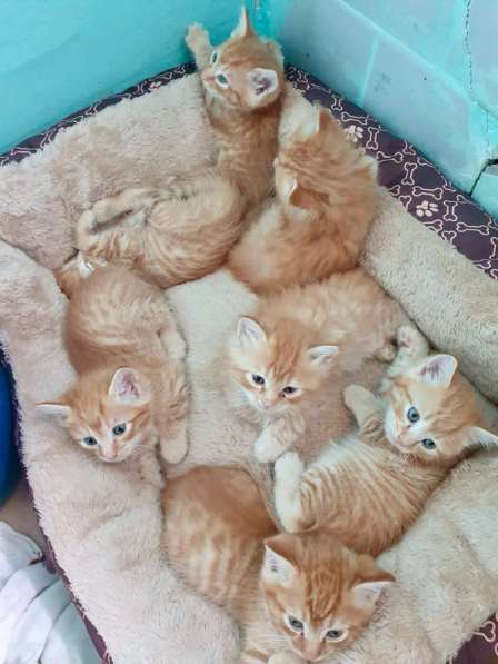 Котята