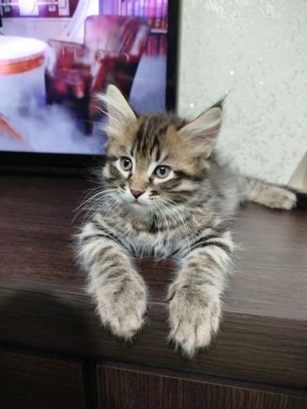 Продажа котят в 