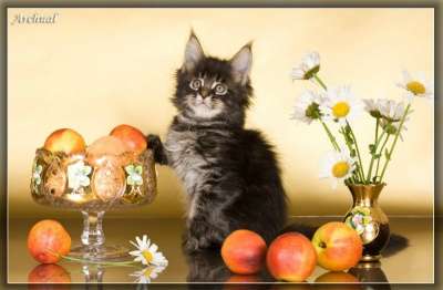 Чистокровные котята Мейн кун в Перми фото 5