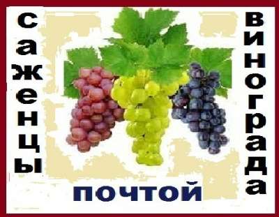Саженцы винограда от производителя-почто