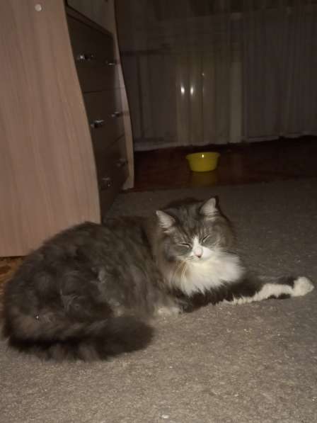 Кот сибиряк,4 года в Новосибирске фото 53