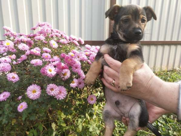 Щеночек от мелкой собачки ищет дом в Санкт-Петербурге фото 6