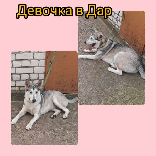 Собачка в дар