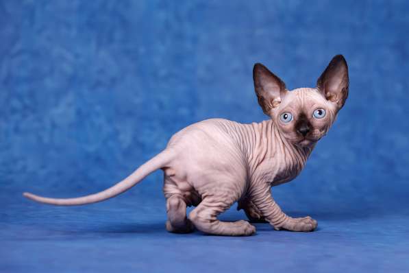 Питомник Эльфов, бамбино, Двэльфов, сфинксов в Находке фото 5