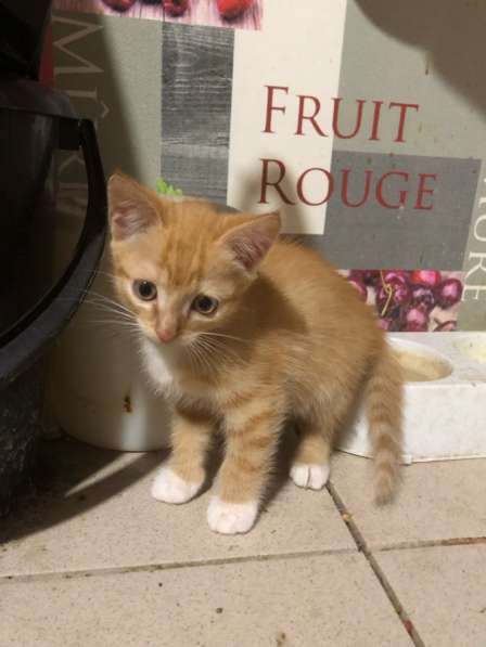 Отдадим котят в добрые руки в Бийске фото 5