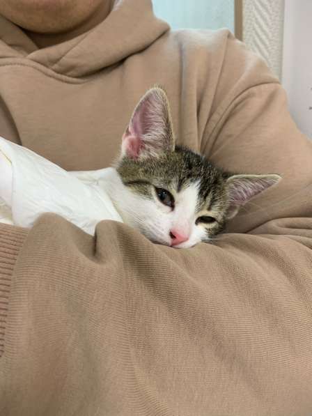 Котенок в добрые руки в Железнодорожном