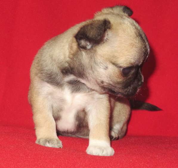 Чихуа девочка в Санкт-Петербурге фото 8