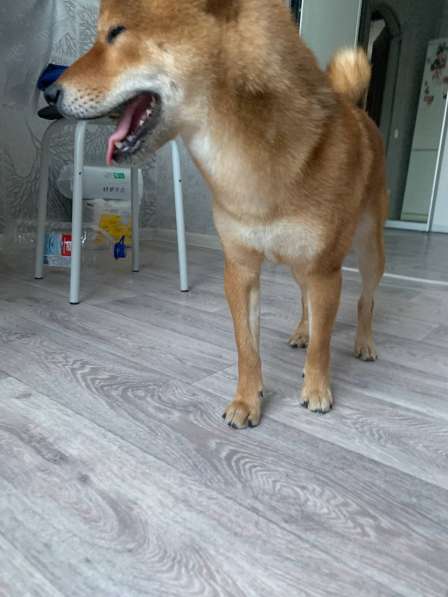 Вязка Сиба-Ину кобель в Орехово-Зуево фото 5