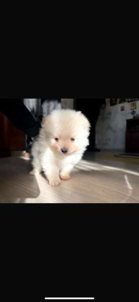 Шпиц мини мальчик