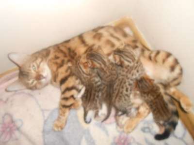 Бенгальская кошка 1,5 года повязана в Челябинске