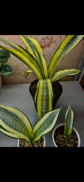 Сансевиериии в Новокузнецке фото 7
