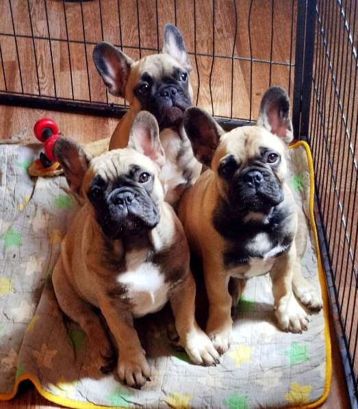 Щенки из питомника РКФ в Москве фото 16