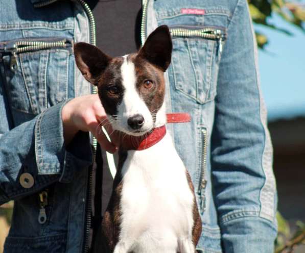 ❤️‍?Шикарная девочка басенджи ❤️‍?