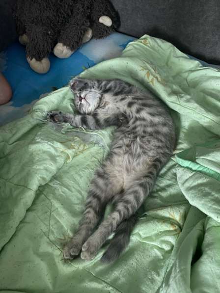 Котенок в Новокузнецке