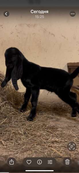 Продажа, КОЗЛИК